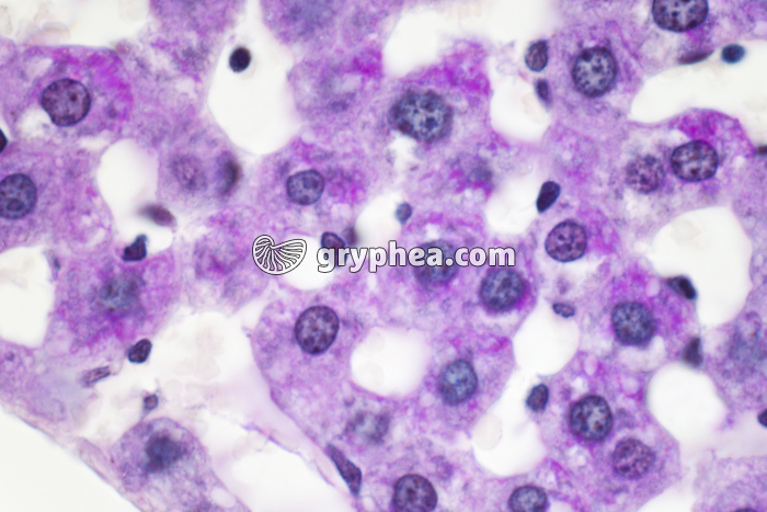 Glycogène dans du Foie x400 - gryphea.org